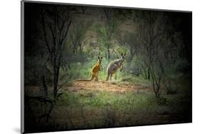 Australia, New South Wales, Broken Hill. a Red and Grey Kangaroo-Rona Schwarz-Mounted Photographic Print