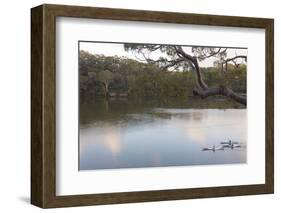 Australia, New South Wales, Sydney. Kayakers on peaceful Georges River-Trish Drury-Framed Photographic Print