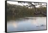 Australia, New South Wales, Sydney. Kayakers on peaceful Georges River-Trish Drury-Framed Stretched Canvas