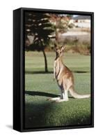 Australia, New South Wales, Yamba Golf Course, Eastern Grey Kangaroo-Peter Skinner-Framed Stretched Canvas