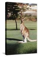 Australia, New South Wales, Yamba Golf Course, Eastern Grey Kangaroo-Peter Skinner-Stretched Canvas