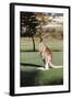 Australia, New South Wales, Yamba Golf Course, Eastern Grey Kangaroo-Peter Skinner-Framed Photographic Print