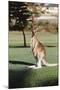 Australia, New South Wales, Yamba Golf Course, Eastern Grey Kangaroo-Peter Skinner-Mounted Photographic Print