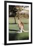 Australia, New South Wales, Yamba Golf Course, Eastern Grey Kangaroo-Peter Skinner-Framed Photographic Print