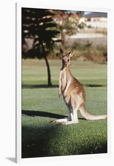 Australia, New South Wales, Yamba Golf Course, Eastern Grey Kangaroo-Peter Skinner-Framed Photographic Print