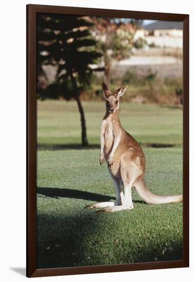 Australia, New South Wales, Yamba Golf Course, Eastern Grey Kangaroo-Peter Skinner-Framed Photographic Print