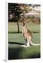 Australia, New South Wales, Yamba Golf Course, Eastern Grey Kangaroo-Peter Skinner-Framed Premium Photographic Print