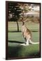 Australia, New South Wales, Yamba Golf Course, Eastern Grey Kangaroo-Peter Skinner-Framed Premium Photographic Print