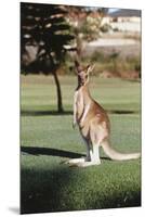 Australia, New South Wales, Yamba Golf Course, Eastern Grey Kangaroo-Peter Skinner-Mounted Premium Photographic Print