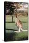 Australia, New South Wales, Yamba Golf Course, Eastern Grey Kangaroo-Peter Skinner-Framed Stretched Canvas