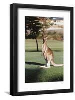 Australia, New South Wales, Yamba Golf Course, Eastern Grey Kangaroo-Peter Skinner-Framed Photographic Print