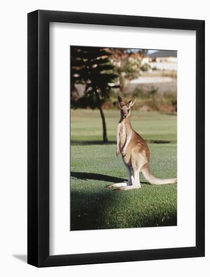 Australia, New South Wales, Yamba Golf Course, Eastern Grey Kangaroo-Peter Skinner-Framed Photographic Print