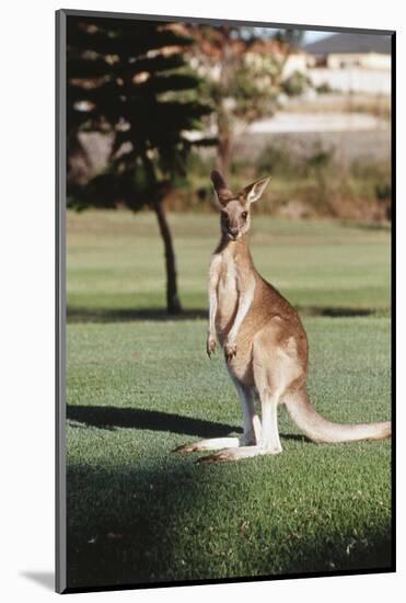 Australia, New South Wales, Yamba Golf Course, Eastern Grey Kangaroo-Peter Skinner-Mounted Photographic Print