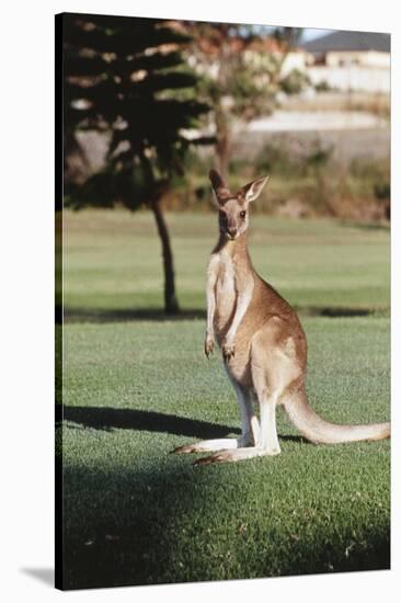 Australia, New South Wales, Yamba Golf Course, Eastern Grey Kangaroo-Peter Skinner-Stretched Canvas