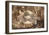 Australia, Northern Territory, Arnhem Land, Kakadu National Park-null-Framed Giclee Print