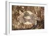 Australia, Northern Territory, Arnhem Land, Kakadu National Park-null-Framed Giclee Print