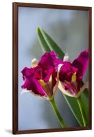 Australia, Northern Territory, Darwin. Jennys Orchid Garden-Cindy Miller Hopkins-Framed Photographic Print