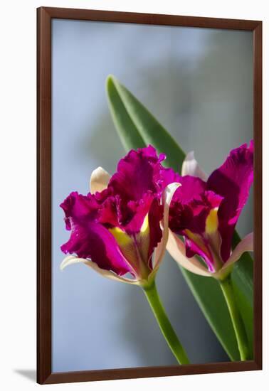 Australia, Northern Territory, Darwin. Jennys Orchid Garden-Cindy Miller Hopkins-Framed Photographic Print