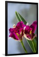 Australia, Northern Territory, Darwin. Jennys Orchid Garden-Cindy Miller Hopkins-Framed Photographic Print