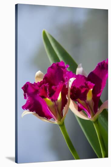 Australia, Northern Territory, Darwin. Jennys Orchid Garden-Cindy Miller Hopkins-Stretched Canvas