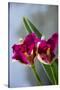 Australia, Northern Territory, Darwin. Jennys Orchid Garden-Cindy Miller Hopkins-Stretched Canvas