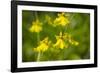 Australia, Northern Territory, Darwin. Jennys Orchid Garden-Cindy Miller Hopkins-Framed Photographic Print