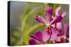 Australia, Northern Territory, Darwin. Jennys Orchid Garden-Cindy Miller Hopkins-Stretched Canvas