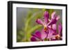 Australia, Northern Territory, Darwin. Jennys Orchid Garden-Cindy Miller Hopkins-Framed Photographic Print