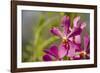 Australia, Northern Territory, Darwin. Jennys Orchid Garden-Cindy Miller Hopkins-Framed Photographic Print