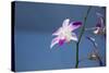 Australia, Northern Territory, Darwin. Jennys Orchid Garden-Cindy Miller Hopkins-Stretched Canvas