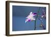 Australia, Northern Territory, Darwin. Jennys Orchid Garden-Cindy Miller Hopkins-Framed Photographic Print