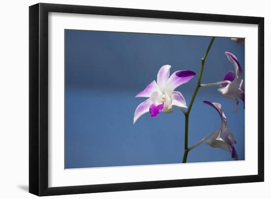 Australia, Northern Territory, Darwin. Jennys Orchid Garden-Cindy Miller Hopkins-Framed Photographic Print