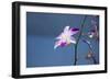 Australia, Northern Territory, Darwin. Jennys Orchid Garden-Cindy Miller Hopkins-Framed Photographic Print