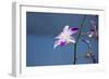 Australia, Northern Territory, Darwin. Jennys Orchid Garden-Cindy Miller Hopkins-Framed Photographic Print