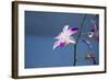 Australia, Northern Territory, Darwin. Jennys Orchid Garden-Cindy Miller Hopkins-Framed Photographic Print