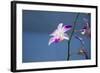 Australia, Northern Territory, Darwin. Jennys Orchid Garden-Cindy Miller Hopkins-Framed Photographic Print