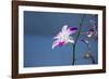 Australia, Northern Territory, Darwin. Jennys Orchid Garden-Cindy Miller Hopkins-Framed Photographic Print