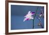 Australia, Northern Territory, Darwin. Jennys Orchid Garden-Cindy Miller Hopkins-Framed Photographic Print