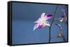 Australia, Northern Territory, Darwin. Jennys Orchid Garden-Cindy Miller Hopkins-Framed Stretched Canvas