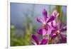 Australia, Northern Territory, Darwin. Jennys Orchid Garden-Cindy Miller Hopkins-Framed Photographic Print