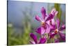 Australia, Northern Territory, Darwin. Jennys Orchid Garden-Cindy Miller Hopkins-Stretched Canvas