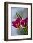 Australia, Northern Territory, Darwin. Jennys Orchid Garden-Cindy Miller Hopkins-Framed Photographic Print