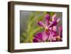 Australia, Northern Territory, Darwin. Jennys Orchid Garden-Cindy Miller Hopkins-Framed Photographic Print