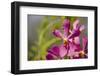 Australia, Northern Territory, Darwin. Jennys Orchid Garden-Cindy Miller Hopkins-Framed Photographic Print