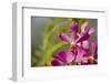 Australia, Northern Territory, Darwin. Jennys Orchid Garden-Cindy Miller Hopkins-Framed Photographic Print