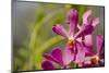 Australia, Northern Territory, Darwin. Jennys Orchid Garden-Cindy Miller Hopkins-Mounted Photographic Print