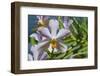 Australia, Northern Territory, Darwin. Jennys Orchid Garden-Cindy Miller Hopkins-Framed Photographic Print