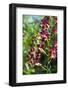 Australia, Northern Territory, Darwin. Jennys Orchid Garden-Cindy Miller Hopkins-Framed Photographic Print