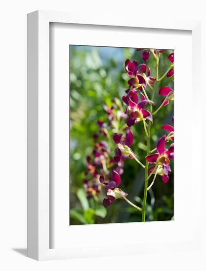 Australia, Northern Territory, Darwin. Jennys Orchid Garden-Cindy Miller Hopkins-Framed Photographic Print