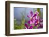 Australia, Northern Territory, Darwin. Jennys Orchid Garden-Cindy Miller Hopkins-Framed Photographic Print